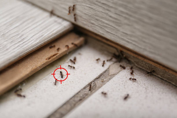 Best Flea Control Services  in Livingston, TX