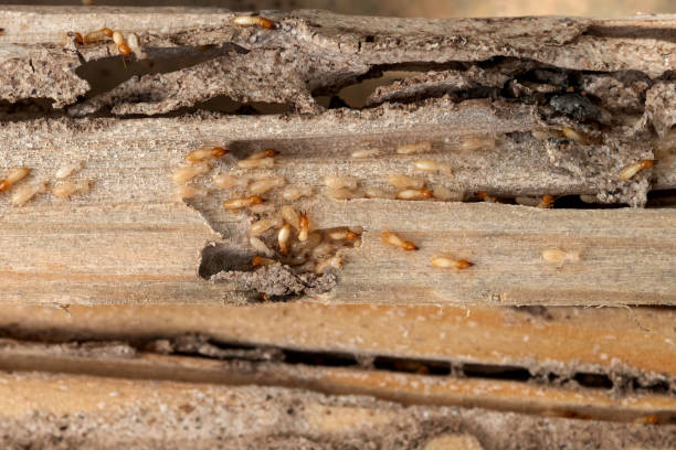 Best Ant Control Services  in Livingston, TX